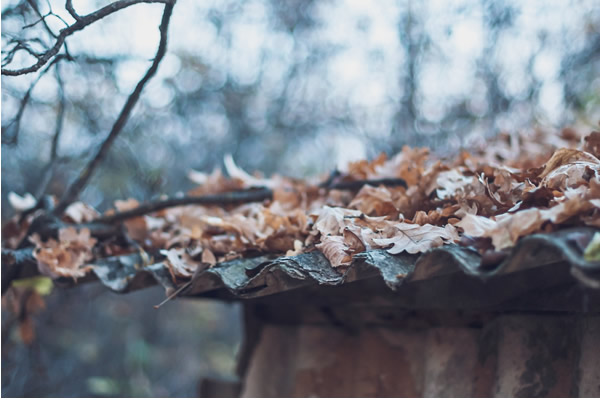 Hojas sobre el techo de un cobertizo de metal en el bosque