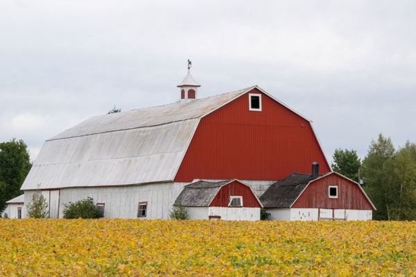 Three barns with gambrel roofs.