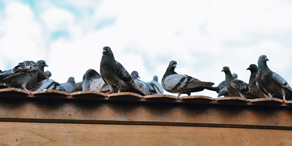 Un grupo de palomas se reúne en un techo.