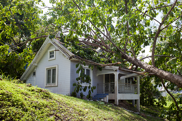 Vivienda con un árbol caído sobre el techo: lista de verificación de medidas de seguridad para el trabajo en techos