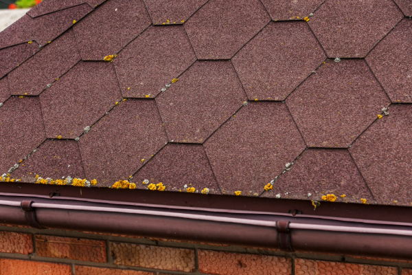 Residential roof with fungal growth